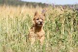 CAIRN TERRIER 016